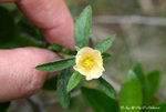 Sida rhombifolia 黃花母，白背黃花稔 (錦葵科)
wpPuiO11Feb07_20044h