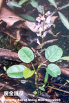 金錢草，廣金錢草 Desmodium styracifolium (Osbeck) Merr.