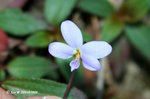蔓堇菜 Viola diffusa Ging. (菫菜科) 
20Feb08_0154
