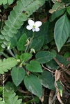 Viola diffusa 匍伏蓳，蔓堇菜
TPK11Feb06_0002s