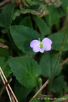 蔓堇菜 Viola diffusa Ging. (菫菜科) TaiOCamp25Feb07_10067h