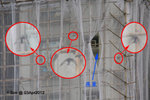 03Apr12_0145s
今日真是大難不死，出路遇貴人！

首先要感謝3位鳥友的幫忙，令我可以在走少4轉的情況下終於守候到大廈落齊晒所有工程安全網。
今日中午12:30到達時看見有4組燕巢的一面大廈外牆只開了2組出入口（可能是開漏了！），於是我砰砰聲的致電有關人士求救，可是有關人士可能外出工作了，所以只能留言。

之後，我因怕有關人士未必能短時間回office聽到留言，所以我就膽粗粗的走入大廈內向保安員表明來意。兩位保安人員很好人，很快速的就帶了我去找工程的負責人張先生。張先生更好人的，了解問題後就答應我下午會補開另外2組出入口。

下午18:00到達時真的見到有4組出入口了，不過為確保牠們真的可以回到家，所以我通常也會留到牠們回來，飛返晒入巢後我才離去。18:30牠們開始飛返巢了，可是位置最低的1組出入口卻因不夠長而令牠們入到去但飛唔返出黎，眼見有3隻雨燕被工程網圍困，然後牠們在網內亂撲，找不到出口的就把自己掛在網上爬，直至亂撞到出口才能飛返出來。

眼見此驚險情況，好驚唔知點算好，望望時間已經6時多了，心想張先生應該放工了吧！但除了找他幫忙卻已沒有其他可即時拯救牠們的方法，唯有再次膽粗粗的走入大廈跟保安員說明來意，此時好彩遇見中午在管理處見張先生時同場的另一位叔叔，他認得我並告訴我張先生還未下班還在辦事處，叫我立即上去找他吧！於是我又砰砰聲的去找張先生，而因為保安員已致電通知他，所以我一到辦事處時已看見他。跟他說明情況後他就二話不說的去拿安全繩然後爬上棚架上了。

眼見張先生爬上5樓開闊出入口後，再幫忙爬到上12樓也開闊了那個出入口，令雨燕可以更安全的出入燕巢，我也不知說了幾多次"唔該晒你呀！"同"唔好意思呀！麻煩到你啊！"。而張先生就只說："唔洗客氣！"

世上原來真的仲有好好心的好心人的！
上天原來都仲有好生之得的！
今日真係好好好幸運啊！:)