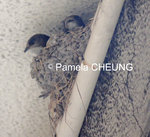 家燕巢中的小白腰雨燕
2015-0518_PamelaCheung_01