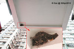 土瓜灣譚公道140號
30Apr12_0028s