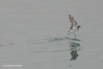 有數十隻紅頸瓣蹼鷸在大鵬灣飄浮！呢隻係轉左繁殖羽，頸有紅色！
TungPingChau30Apr06_10021s