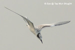 黑枕燕鷗（幼鳥）@
塔門9AUG04_10035