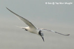 黑枕燕鷗（幼鳥）@
塔門9AUG04_10036