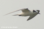 黑枕燕鷗（幼鳥）@
塔門9AUG04_10042