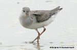 翹嘴鷸（Terek Sandpiper）@
MaiPo4Apr05_0077