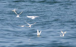 在西貢海域看見一群黑枕燕鷗表現捉魚絕技！
TernOuting03Jul05_30007