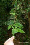 異色山黃麻 Trema orientalis  (榆科)
ShingMun15May07_0011h