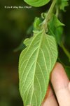 異色山黃麻 Trema orientalis  (榆科)
ShingMun15May07_0012h