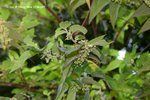 異色山黃麻 Trema orientalis  (榆科)
ShingMun15May07_0013h