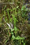 瓶爾小草(箭蕨科)
PlantGathering22Apr07_20076