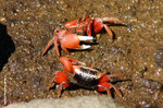 兩隻雄性弧邊招潮蟹在打交
LatauNW25Jun06_20018s