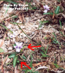 Viola betonicifolia Sm. 戟葉菫菜（犁頭草）
