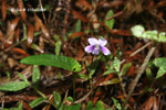 戟葉菫菜，犁頭草 Viola betonicifolia 
15Feb09_0003h