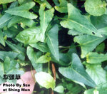 Viola betonicifolia Sm. 戟葉菫菜（犁頭草）