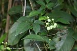 角花烏蘞莓 Cayratia corniculata (葡萄科)
ShingMun15May07_0029h
