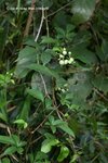 角花烏蘞莓 Cayratia corniculata (葡萄科)
ShingMun15May07_0030h