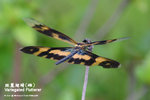 斑麗翅蜻（雌）Variegated Flutterer（female）
WetlandPark04May06_30056s