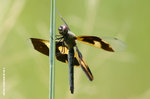 斑麗翅蜻（雌）Variegated Flutterer（female）
WetlandPark13Aug06_10023s