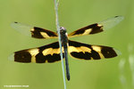 斑麗翅蜻（雌）Variegated Flutterer（female）
WetlandPark13Aug06_10030s