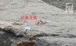 2008-0802_TERNS