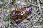 飾紋姬蛙（Ornate Pigmy Frog） 
wpNight19Aug06_20012s