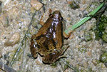 飾紋姬蛙（Ornate Pigmy Frog） 
wpNight19Aug06_20013s