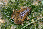 飾紋姬蛙（Ornate Pigmy Frog） 
wpNight19Aug06_20014s