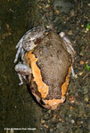 花狹口蛙（Asiatic Painted Frog）
wpNight19Aug06_20015s