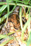 飾紋姬蛙（Ornate Pigmy Frog）交配
wpNight19Aug06_20022s