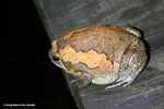 花狹口蛙（Asiatic Painted Frog） 
wpNight19Aug06_20023s