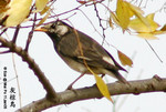 灰椋鳥
MaiPo11Jan05_0001s