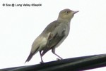 灰背椋鳥的幼鳥或雌鳥
塱原6SEP04_20018