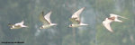 白翅浮鷗（幼鳥）
NamSangWai09Sep95_1008_11s