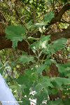 水茄 Solanum torvum Sw.（茄科）
ChiMaWan22Oct06_10072h
