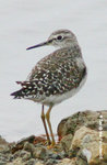 林鷸（Wood Sandpiper）
MaiPo15Mar05_10043