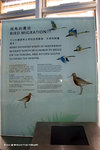 濕地世界─北地苔原 
WetlandPark23May06_0013s