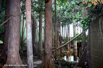 濕地世界─熱帶沼澤（泥炭沼）WetlandPark23May06_0041s