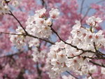 日本國花