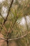 CRW_2080