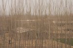 Raw_259