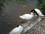 齊清潔