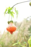 CIMG0075