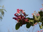 CIMG0011
