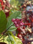 CIMG0031