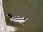 DSC00639