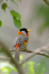 IMGP3906a